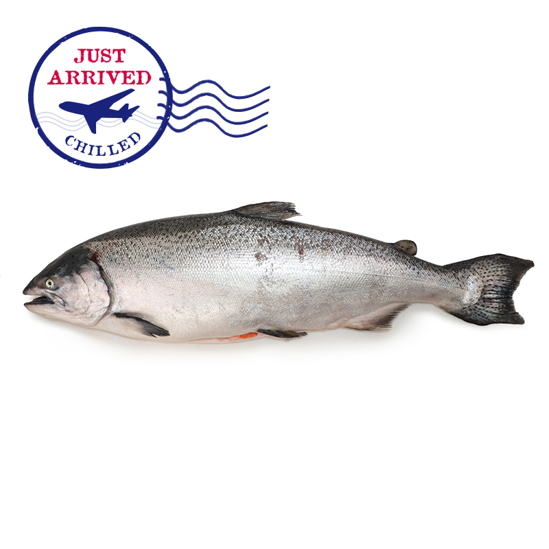 NZ Big Glory Bay King Salmon (Gilled and Gutted)