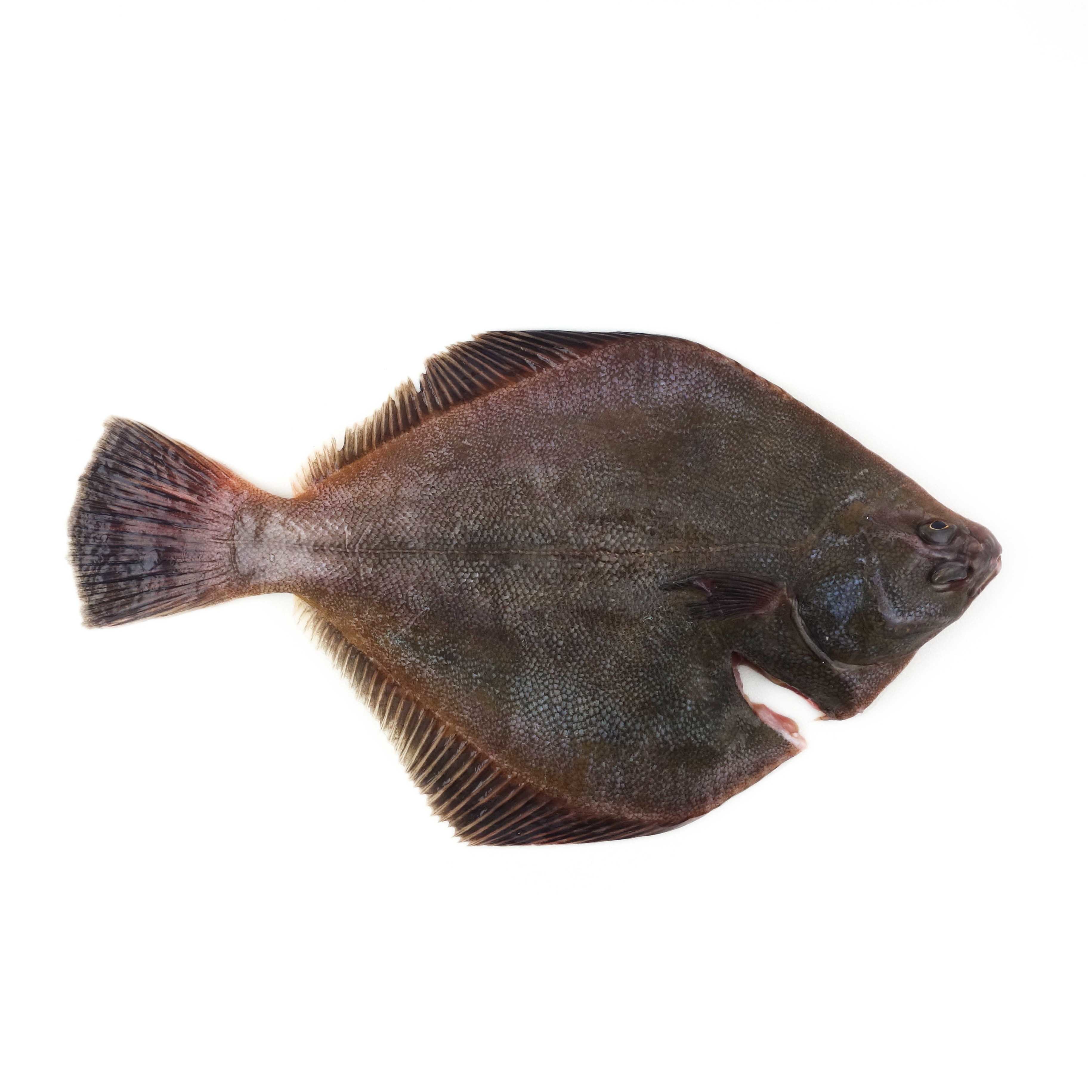急凍紐西蘭比目魚(Flounder) - 已去鰓及內臟 