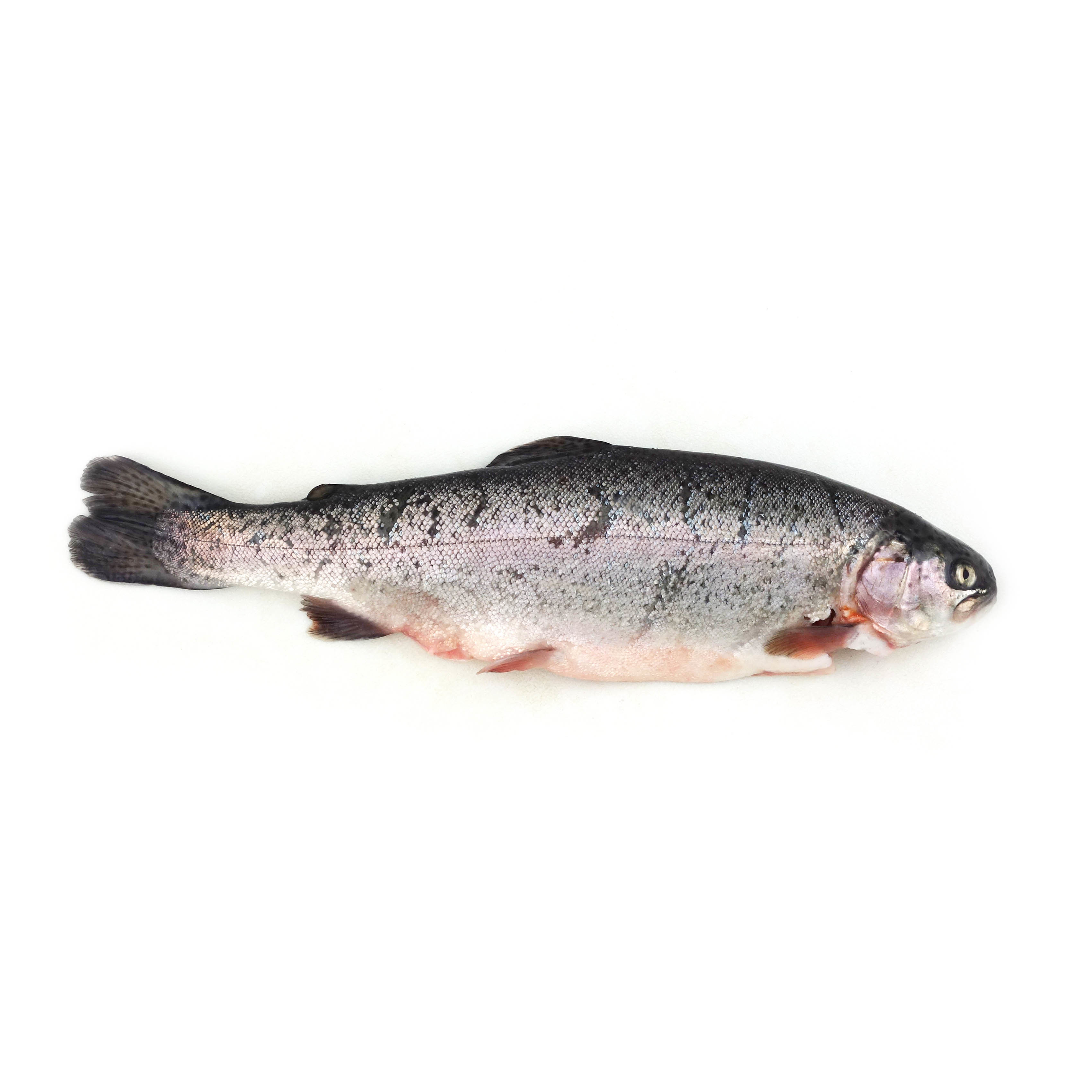 急凍法國野生原條粉紅河鱒魚(Pink River Trout)- 已去鰓及內臟
