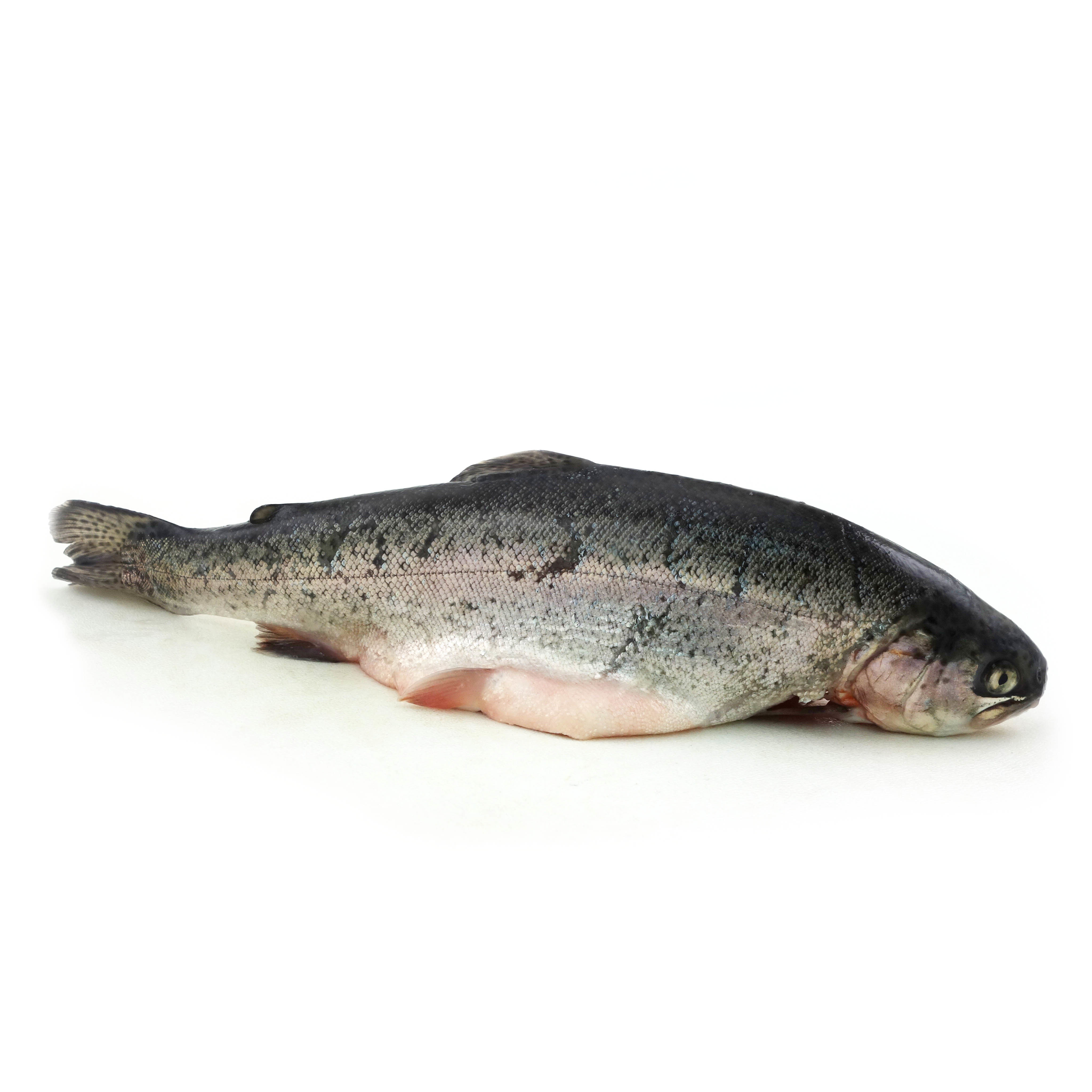 法國野生原條粉紅河鱒魚(Pink River Trout)- 已去鰓及內臟