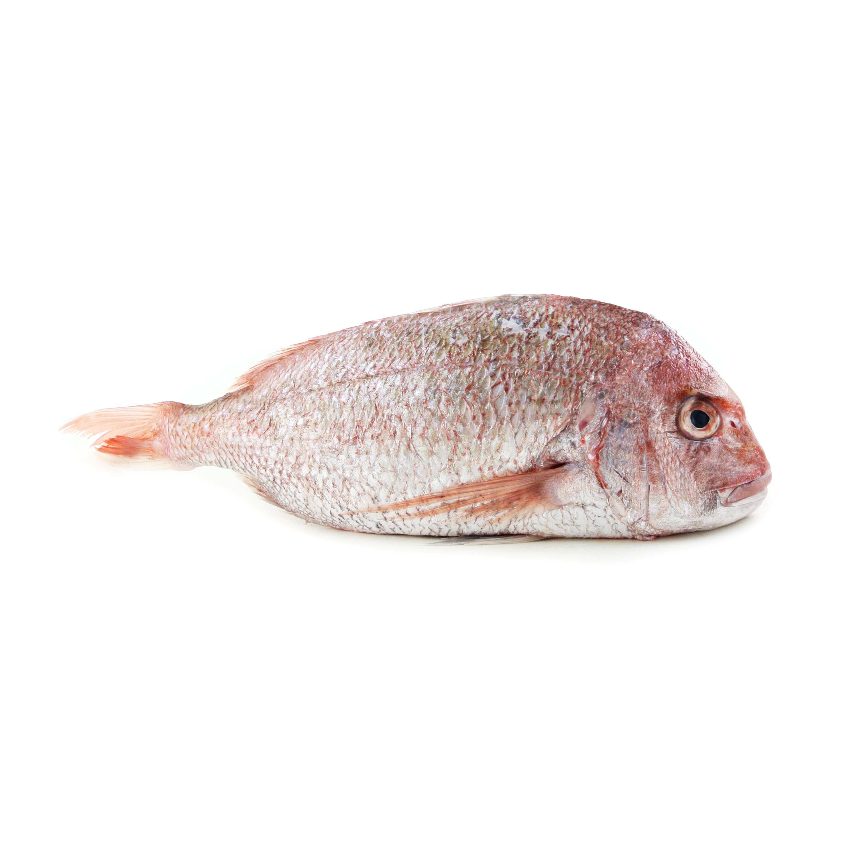 Frozen Wild Caught Snapper (Gilled and Gutted) - NZ