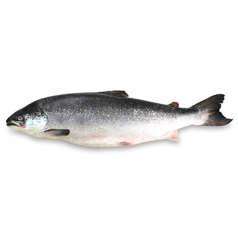 Norwegian Half Side Salmon