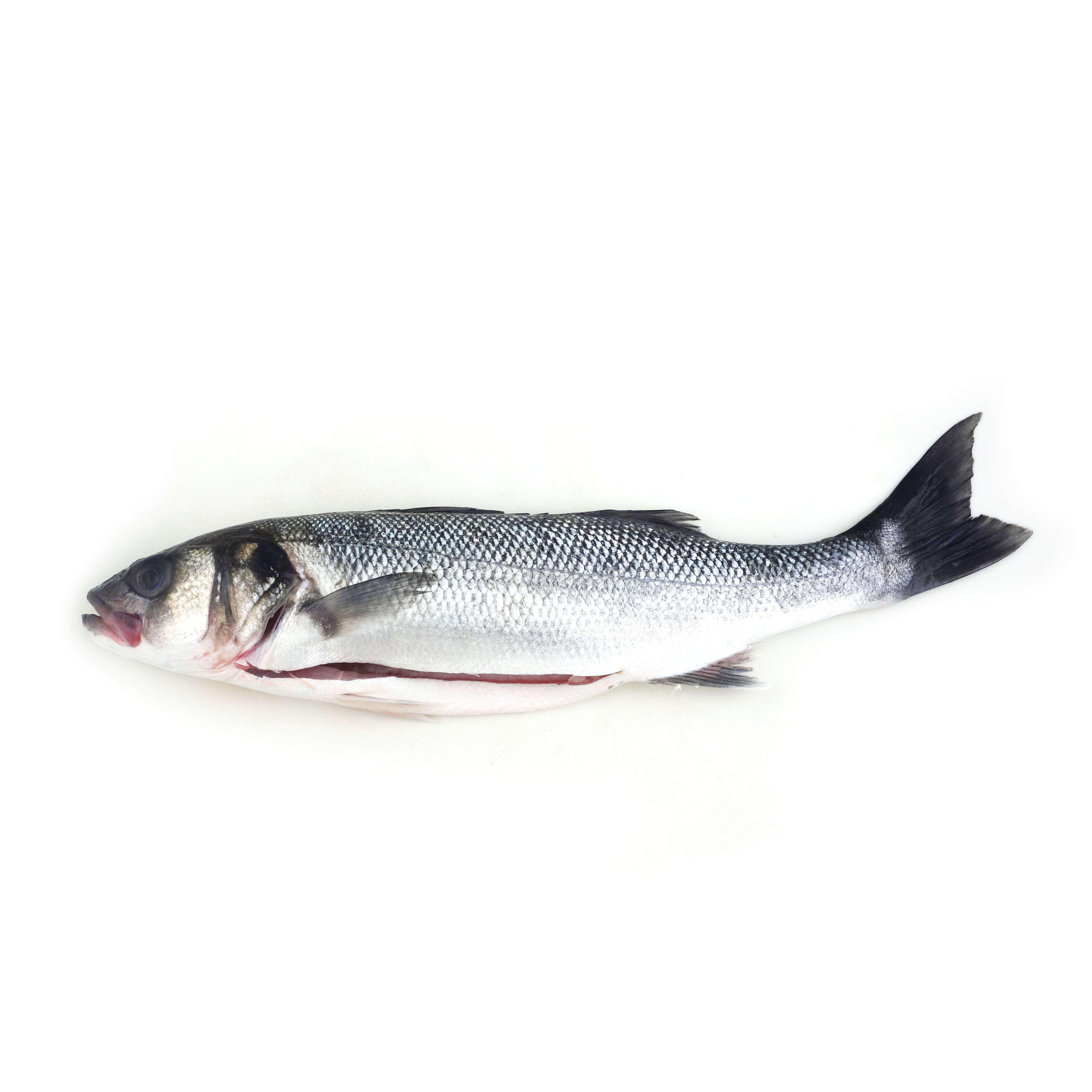 急凍法國野生原條海鱸魚(Seabass)- 已去鰓及內臟