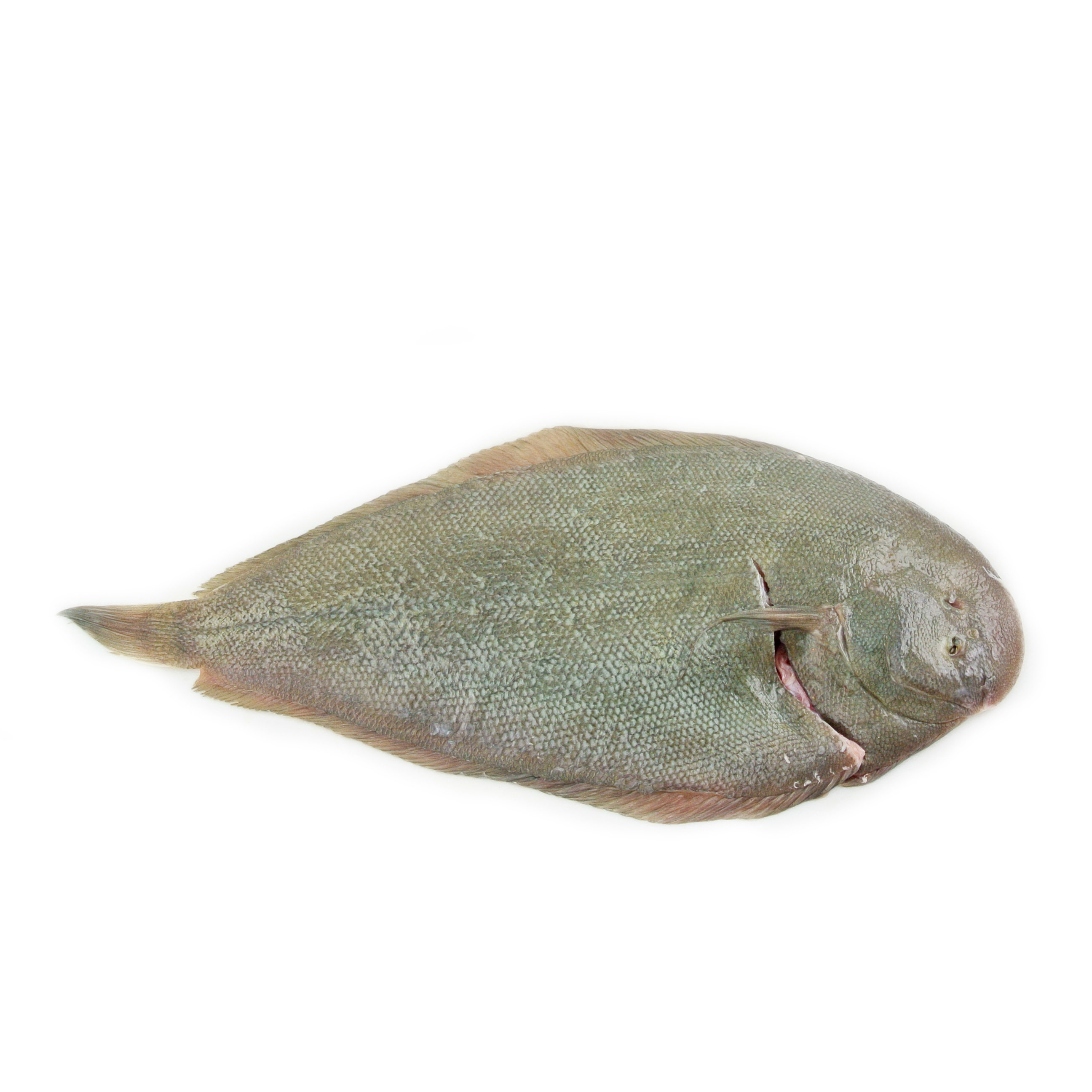 紐西蘭原條野生捕獲龍脷魚(Sole) - 已去鰓及內臟