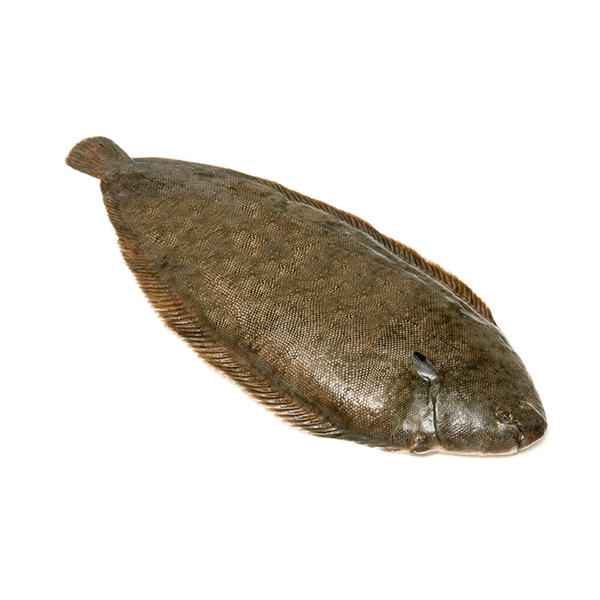 荷蘭龍脷魚(Dover Sole) - 已去鰓及內臟