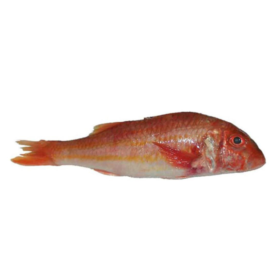 Frozen French Wild Brittany Red Mullet G&G