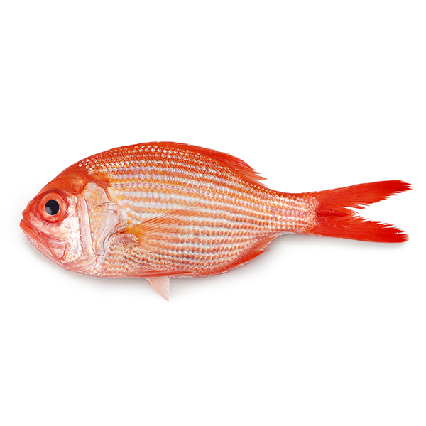 紐西蘭原條金目鯛魚(Golden Snapper) - 已去鰓及內臟