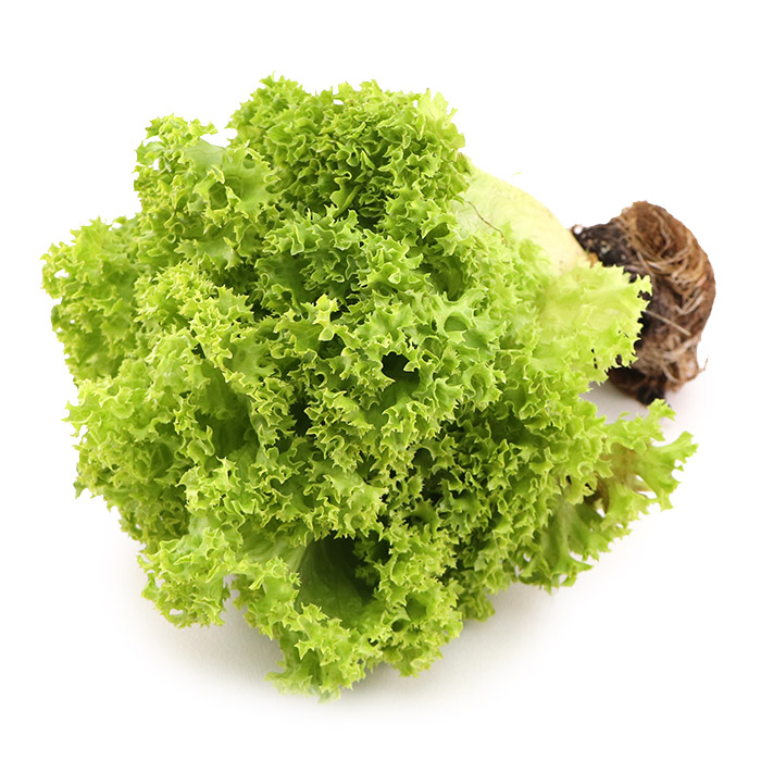 Coral Green Lettuce - Aus*