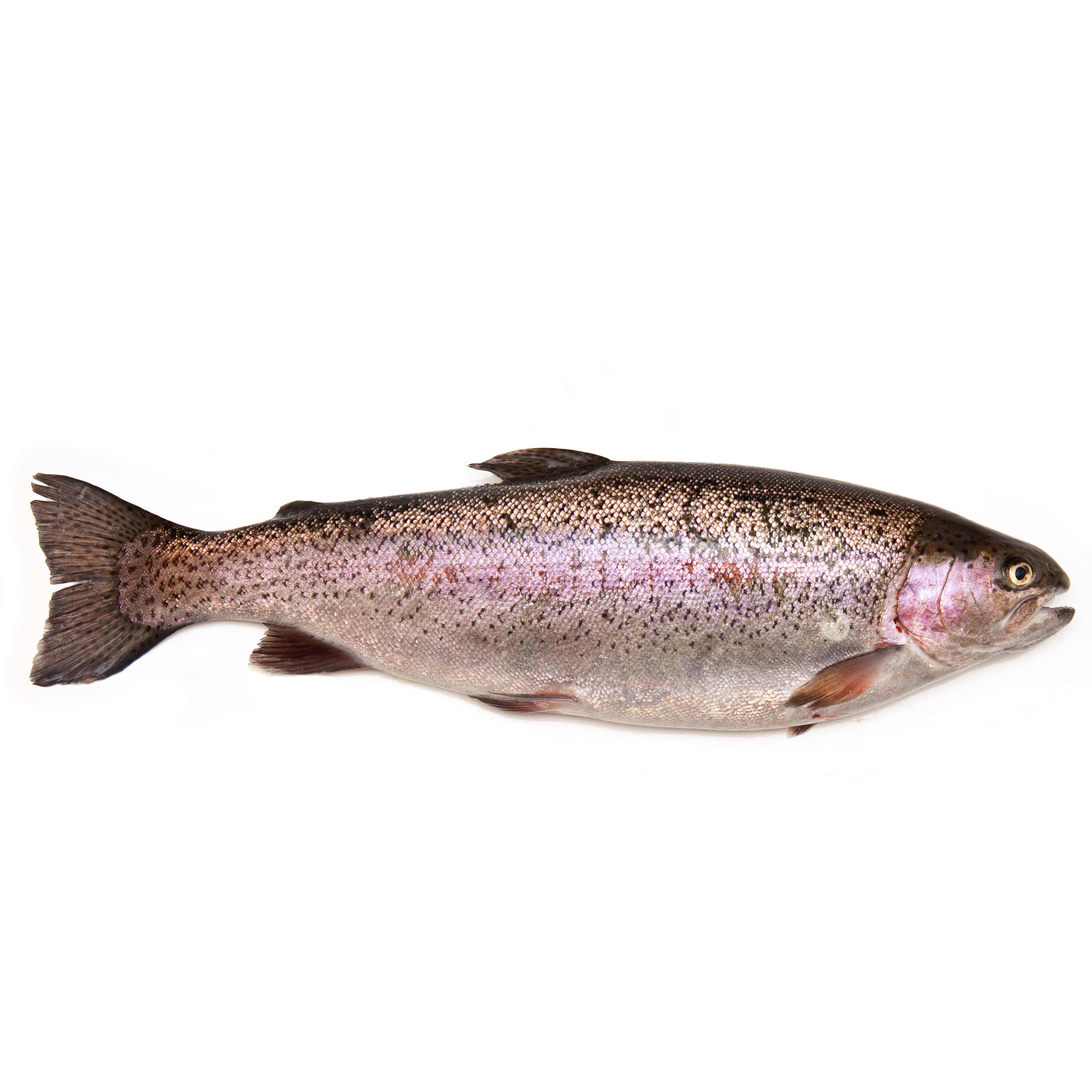 澳洲原條彩虹鱒魚(Rainbow Trout) - 已去鰓及內臟 