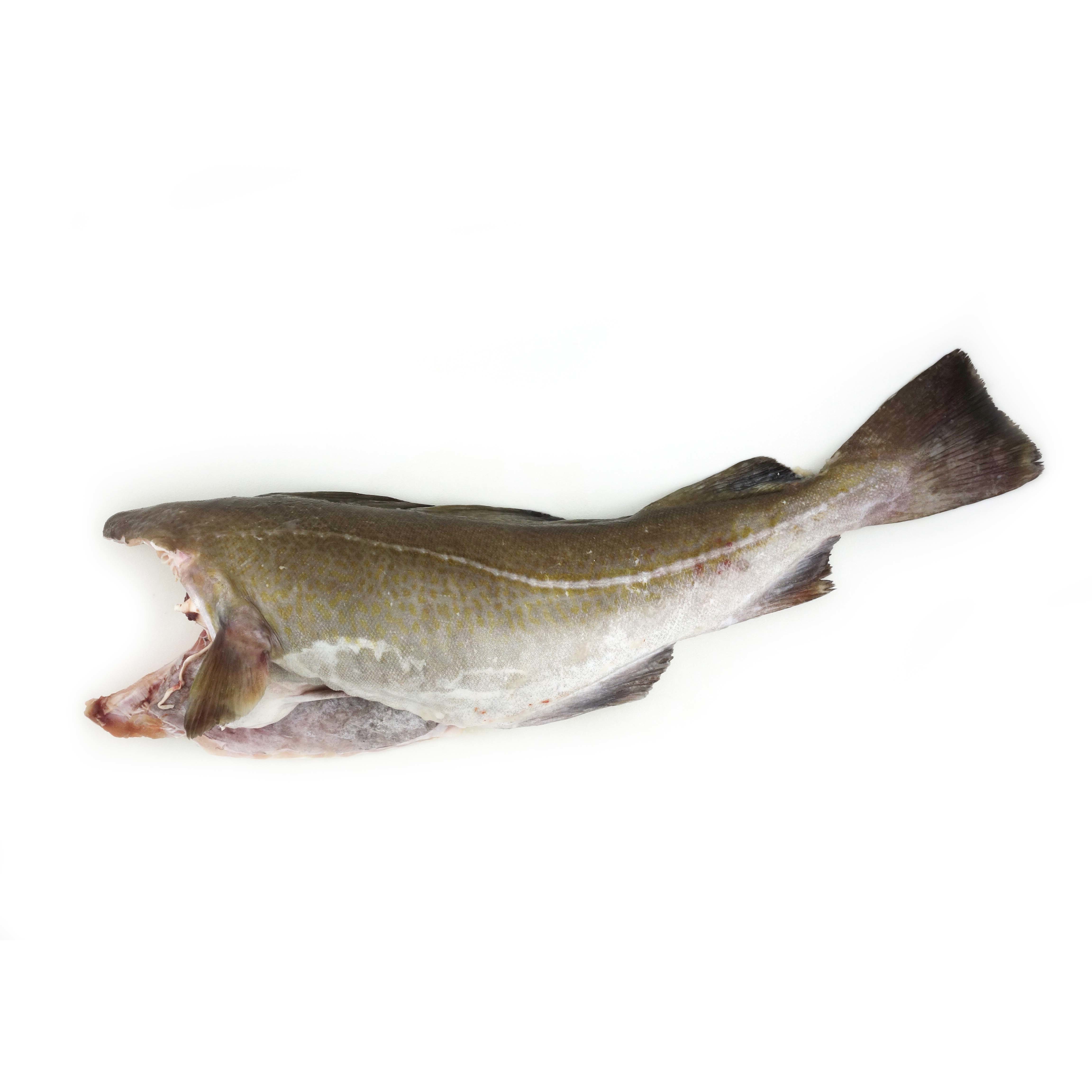 急凍法國野生原條鱈魚(Cod)- 已去鰓及內臟