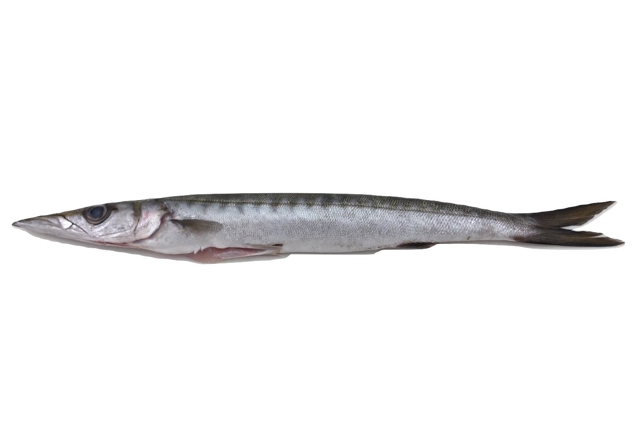 希臘原條海梭魚 - 已去鰓及內臟