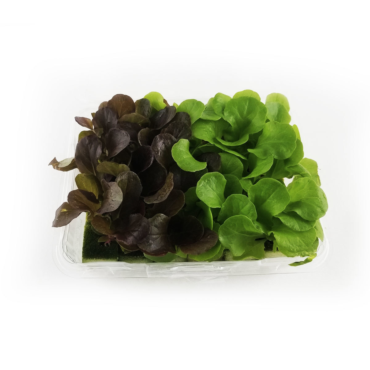 Mini Lettuce Hydroponic Salad - China*