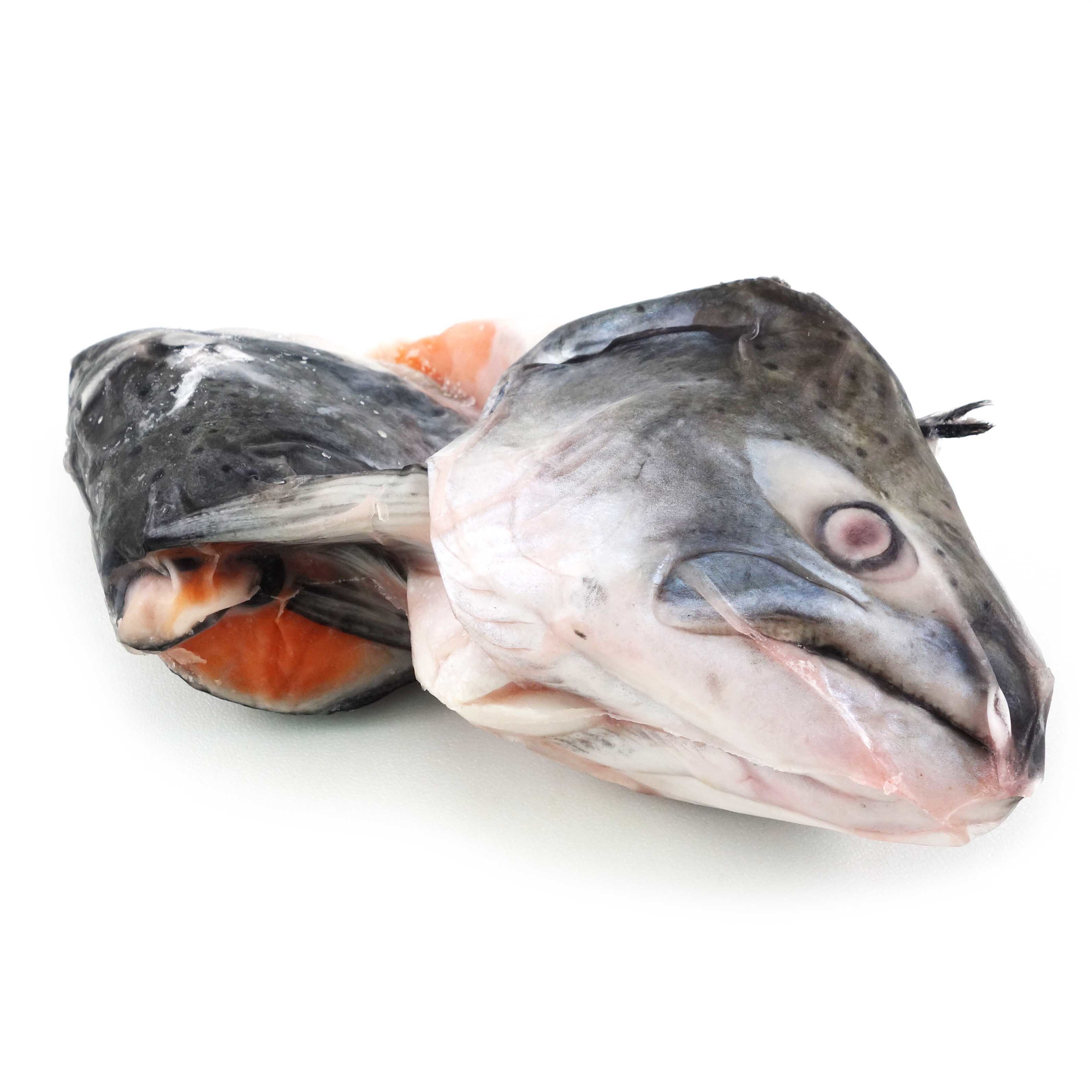 紐西蘭帝王三文魚(King Salmon)頭