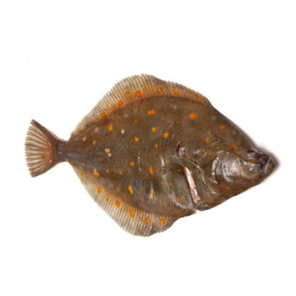 法國野生原條鰈魚(Plaice)- 已去鰓及內臟